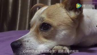 狗视频,视频里的萌宠瞬间